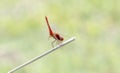 A broad scarlet Crocothemis erythraea dragonfly in South Africa