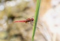 A broad scarlet Crocothemis erythraea dragonfly in South Africa