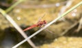 A broad scarlet Crocothemis erythraea dragonfly in South Africa Royalty Free Stock Photo