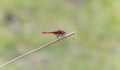 A red dragonfly broad scarlet Crocothemis erythraea in South Africa is perched on top of a stick. Royalty Free Stock Photo