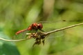 Broad Scarlet Darter 1 Royalty Free Stock Photo