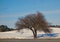 Broad-shaped tree in winter with bifurcated trunk and a web of miniature branches Royalty Free Stock Photo