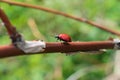 Broad-shouldered leaf beetle Chrysomela populi Royalty Free Stock Photo