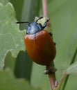 Broad shouldered leaf beetle, Chrysomela populi, eating the leaf of a tree