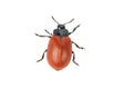 Broad-shouldered leaf beetle Chrysomela populi on a white background Royalty Free Stock Photo