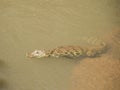 Broad-snouted Caiman Royalty Free Stock Photo