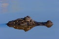 Broad-snouted Caiman