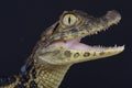 Broad-snouted caiman / Caiman latirostris Royalty Free Stock Photo