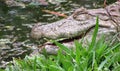 Broad-Snouted Caiman Caiman latirostris Lurking on Swampy Wate Royalty Free Stock Photo