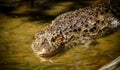 Broad-Snouted Caiman Caiman latirostris Lurking on Swampy Wate