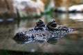 Broad snouted caiman Caiman latirostris in zoo Barcelona Royalty Free Stock Photo