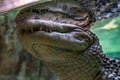 Broad snouted caiman Caiman latirostris in zoo Barcelona Royalty Free Stock Photo