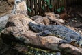 Broad snouted caiman Caiman latirostris in zoo Barcelona Royalty Free Stock Photo