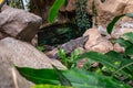 Broad snouted caiman Caiman latirostris in zoo Barcelona Royalty Free Stock Photo