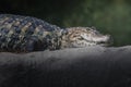 Broad-snouted Caiman - Alligator