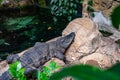 Broad snouted caiman Caiman latirostris in zoo Barcelona Royalty Free Stock Photo