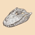 broad snouted caiman skull head vector illustration