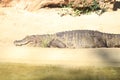 Broad-snouted caiman with turtles photography (Caiman latirostris)