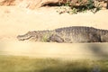 Broad-snouted caiman with turtles photography (Caiman latirostris)