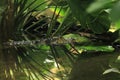 Broad-snouted caiman Royalty Free Stock Photo
