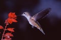 Broad-tailed Hummingbird Royalty Free Stock Photo