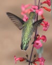 Broad Tailed Hummingbird Royalty Free Stock Photo