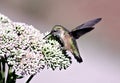 Broad-Tailed Hummingbird Feeding on Sedum Royalty Free Stock Photo