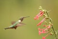 Broad-tailed hummingbird female Royalty Free Stock Photo