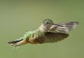 Broad-tailed hummingbird female Royalty Free Stock Photo