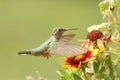 Broad-tailed hummingbird female (Selasphorus platycercus) Royalty Free Stock Photo