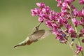 Broad-tailed hummingbird female (Selasphorus platycercus)