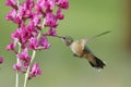 Broad-tailed hummingbird female (Selasphorus platycercus) Royalty Free Stock Photo