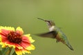 Broad-tailed hummingbird female (Selasphorus platycercus) Royalty Free Stock Photo