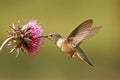 Broad-tailed hummingbird female (Selasphorus platycercus)