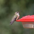 Broad-tailed Hummingbird female selasphorus platycercus Royalty Free Stock Photo
