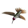 Broad Tailed Hummingbird Flying Pose 3D Illustration Isolated Royalty Free Stock Photo