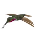 Broad Tailed Hummingbird Flying Pose 3D Illustration Isolated Royalty Free Stock Photo