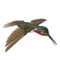 Broad Tailed Hummingbird Flying Pose 3D Illustration Isolated Royalty Free Stock Photo