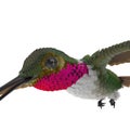 Broad Tailed Hummingbird Flying Pose 3D Illustration Isolated Royalty Free Stock Photo