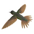 Broad Tailed Hummingbird Flying Pose 3D Illustration Isolated Royalty Free Stock Photo