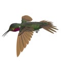 Broad Tailed Hummingbird Flying Pose 3D Illustration Isolated Royalty Free Stock Photo