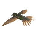 Broad Tailed Hummingbird Flying Pose 3D Illustration Isolated Royalty Free Stock Photo