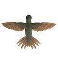 Broad Tailed Hummingbird Flying Pose 3D Illustration Isolated Royalty Free Stock Photo