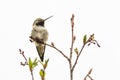 Broad-tailed Hummingbird