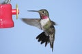 Broad-tailed Hummingbird (Selasphorus platycercus)