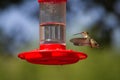 Broad-tailed Hummingbird, Selasphorus platycercus