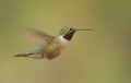 Broad-tailed hummingbird (Selasphorus platycercus) Royalty Free Stock Photo