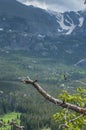 Broad tailed Hummingbird sitting on pine twig tree with Mountain