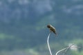 Broad tailed Hummingbird sticking out his toungue Royalty Free Stock Photo