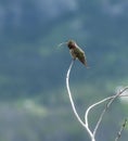 Broad tailed Hummingbird sticking out his toungue